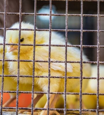 Two young yellow chicks standing in a cage