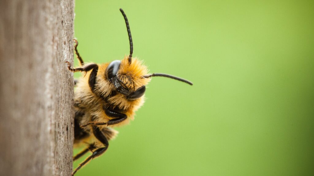 Bee in garden closeup