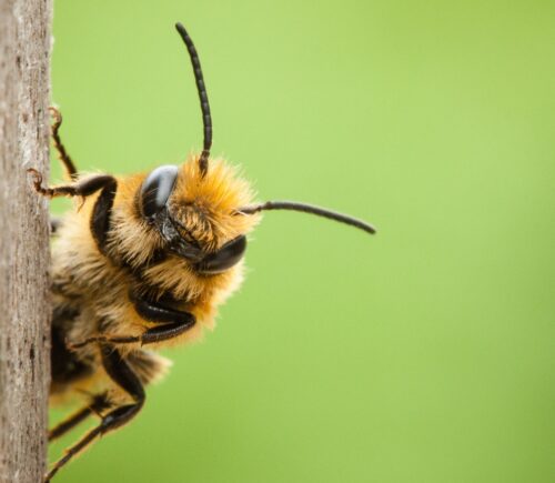 Bee in garden closeup