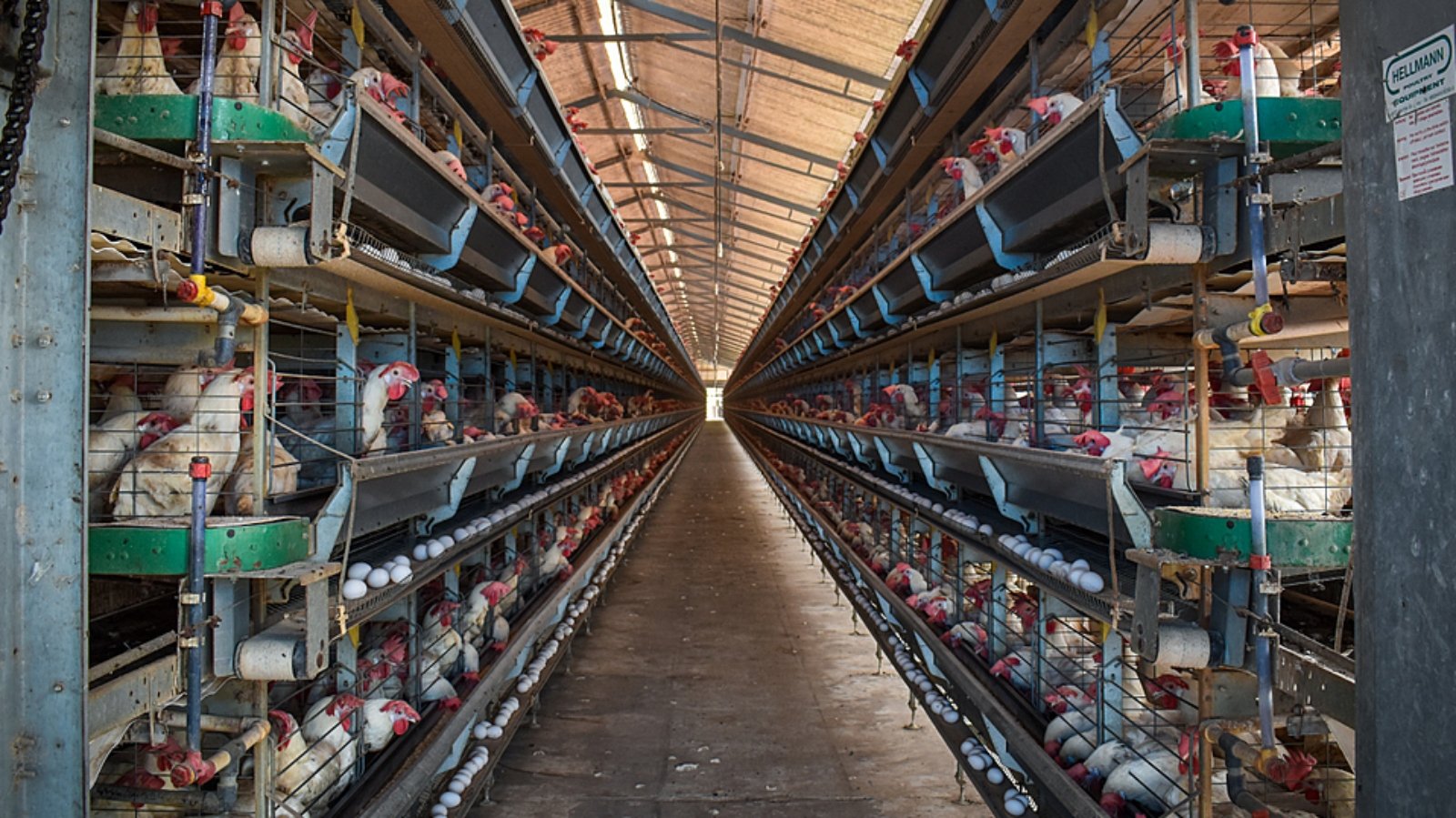 Rows of hens in cages at a factory farm