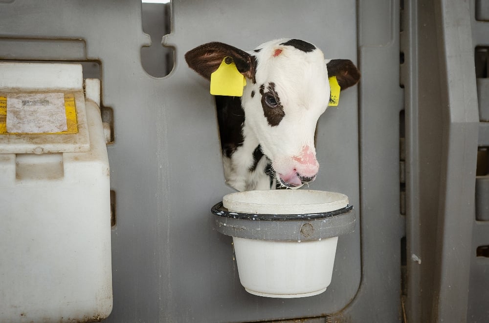 A young calf drinking milk replacer at a dairy farm