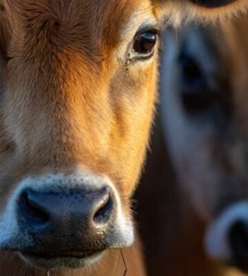 close up of two cows