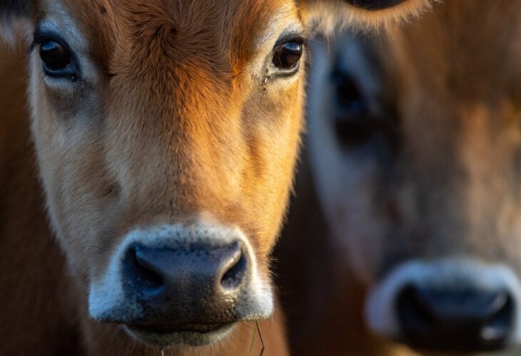 close up of two cows