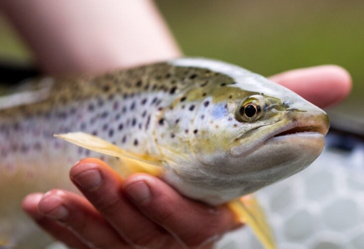 Close up of a trout in a net held in a hand