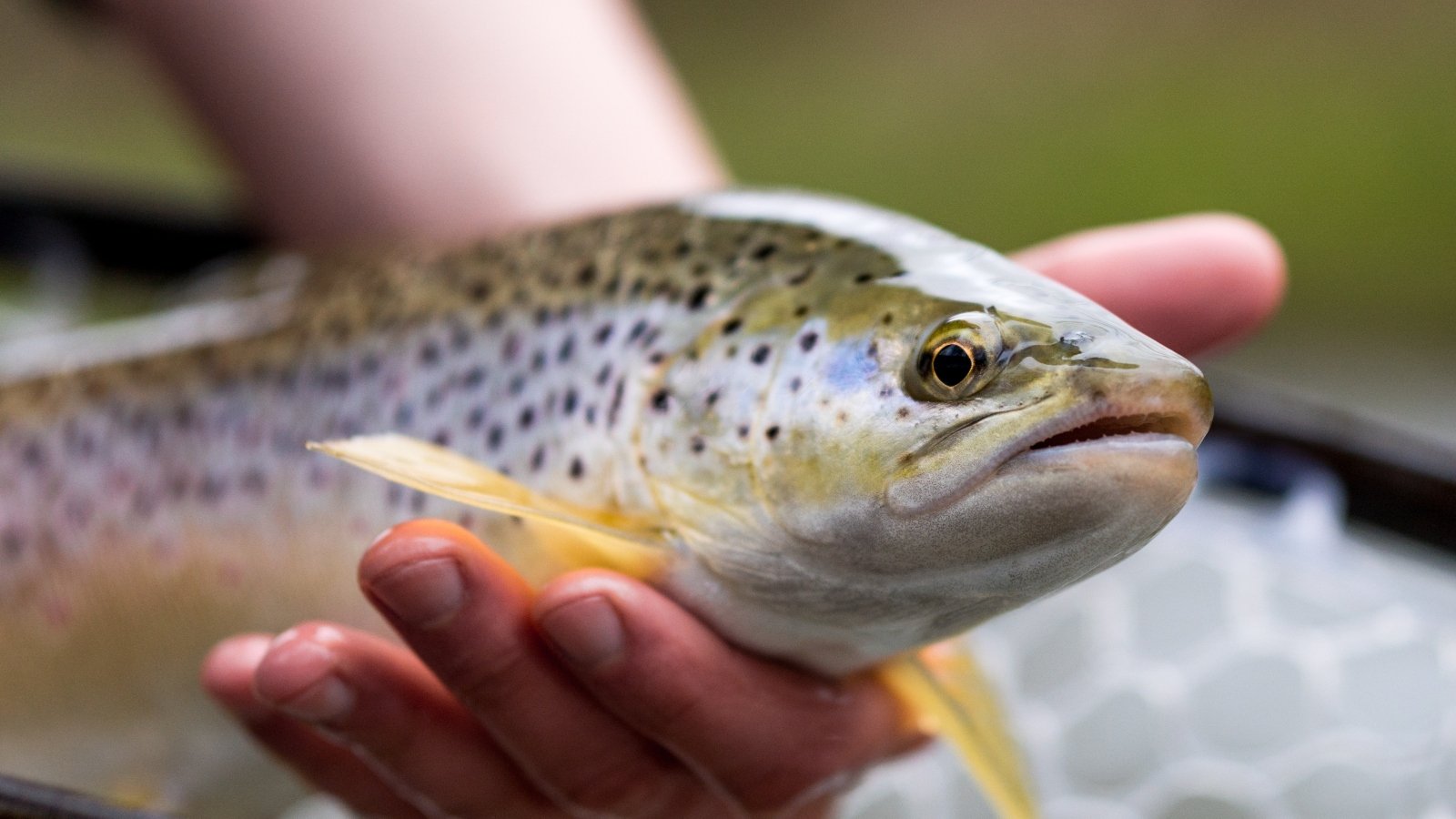 Close up of a trout in a net held in a hand