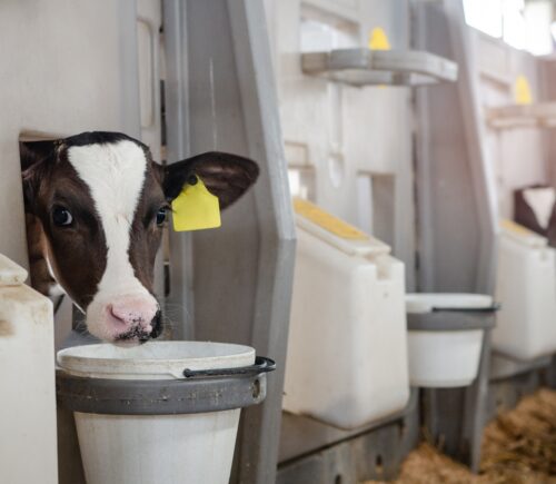 A calf with a tagged ear on a dairy farm, being held in a small crate