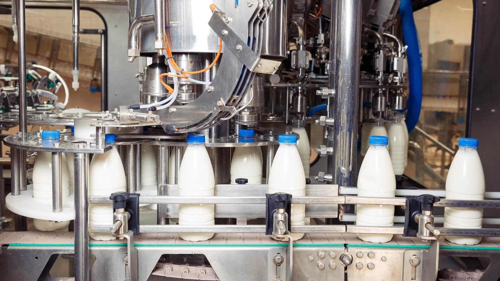 Bottles of cow's milk on a conveyer belt in a dairy facility