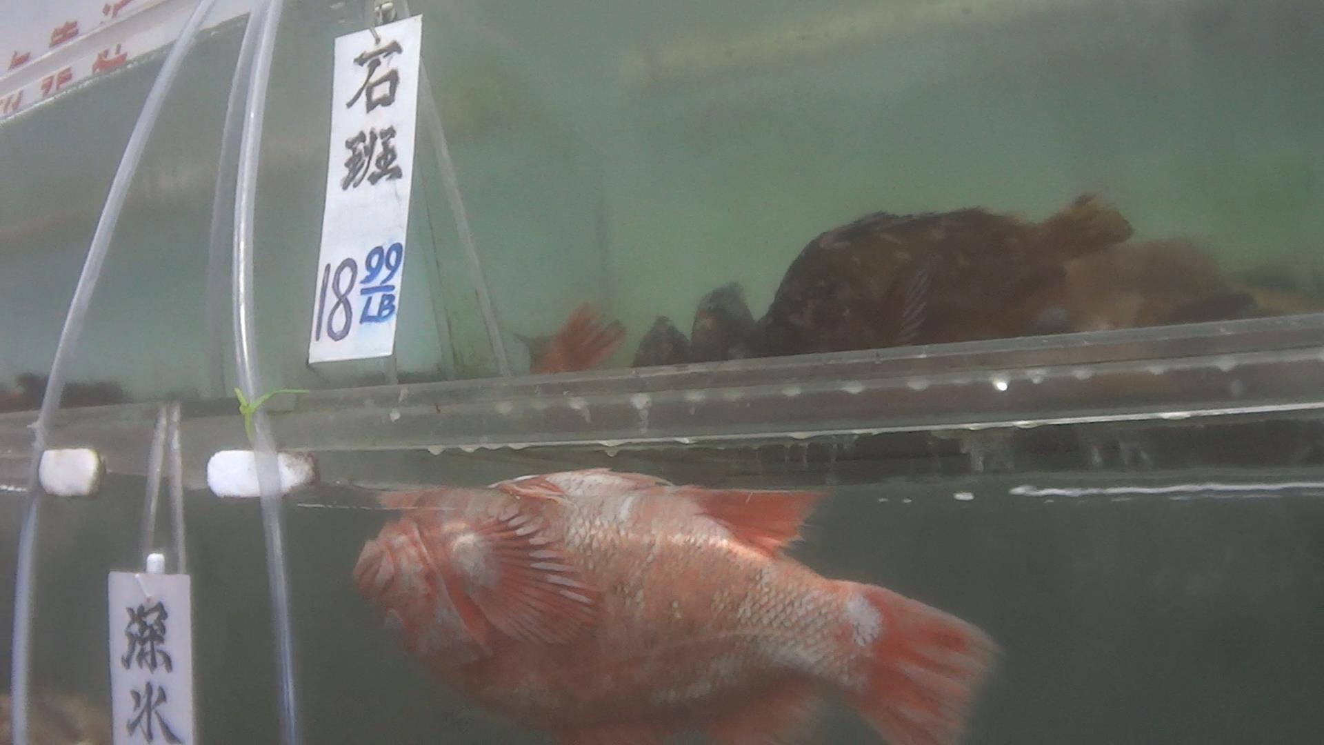 A dead fish floats upside down in a dirty tank