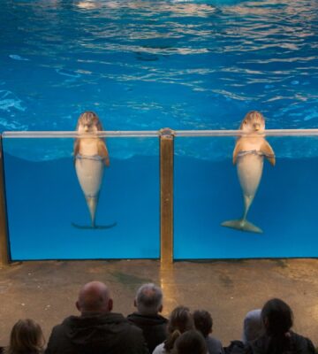 Dolphins during show at the dolphinarium Boudewijn Seapark near Bruges, Belgium