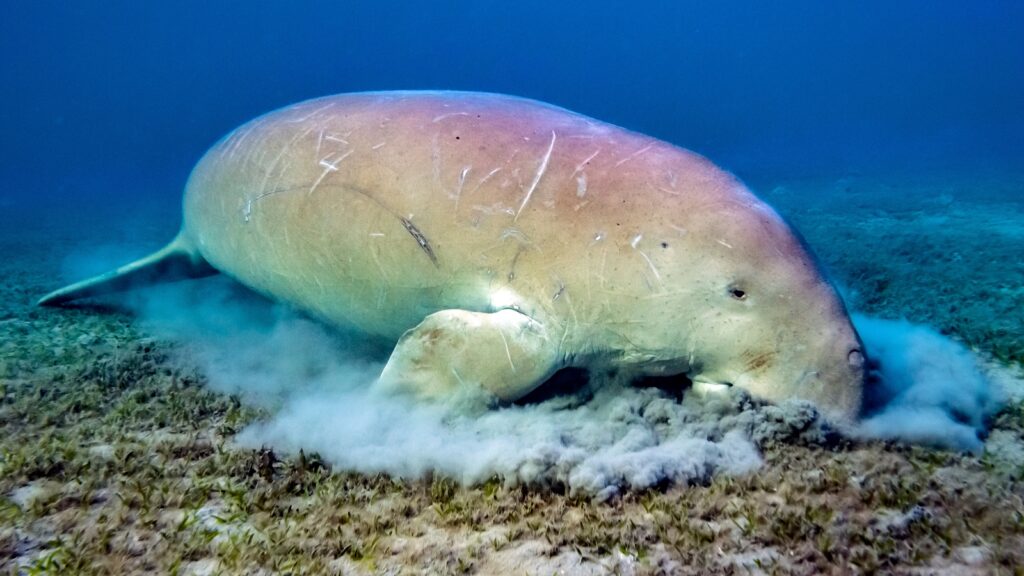 A dugong eats seagrass from the sea floor