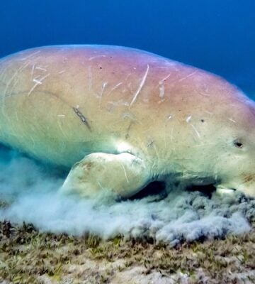 A dugong eats seagrass from the sea floor