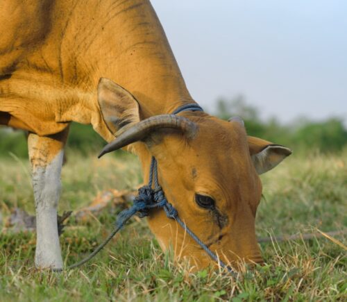 Balinese cow on a green meadow close up.