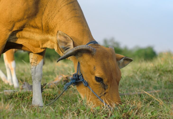 Balinese cow on a green meadow close up.