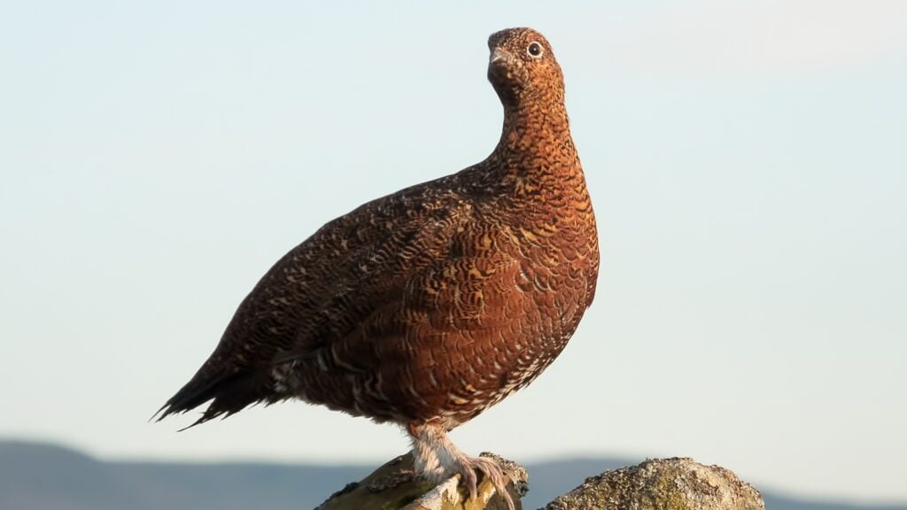 A red grouse sitting on a stone wall