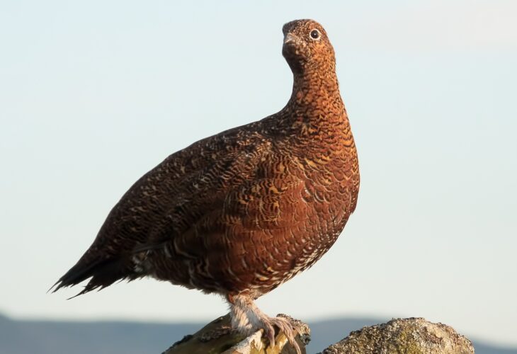 A red grouse sitting on a stone wall