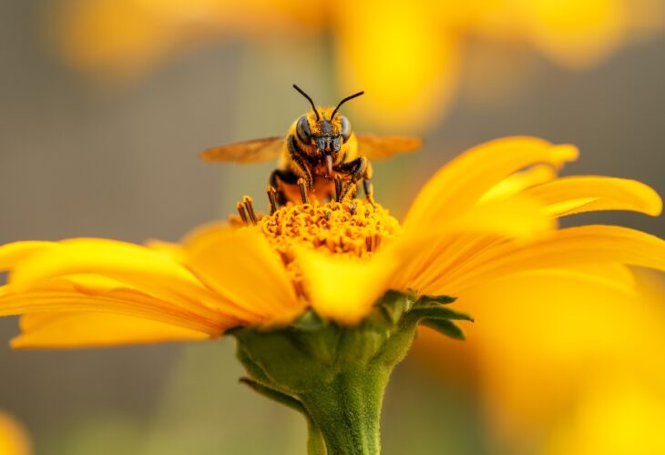 Bee and flower. Close up of a large striped bee collecting pollen on a yellow flower on a Sunny bright day. Macro horizontal photography. Summer and spring backgrounds