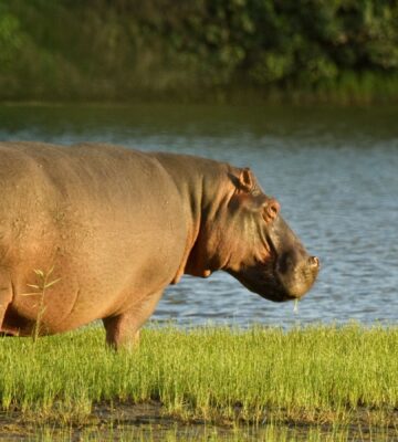 Hippo out of water eating grass at dusk