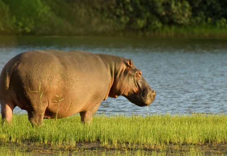 Hippo out of water eating grass at dusk