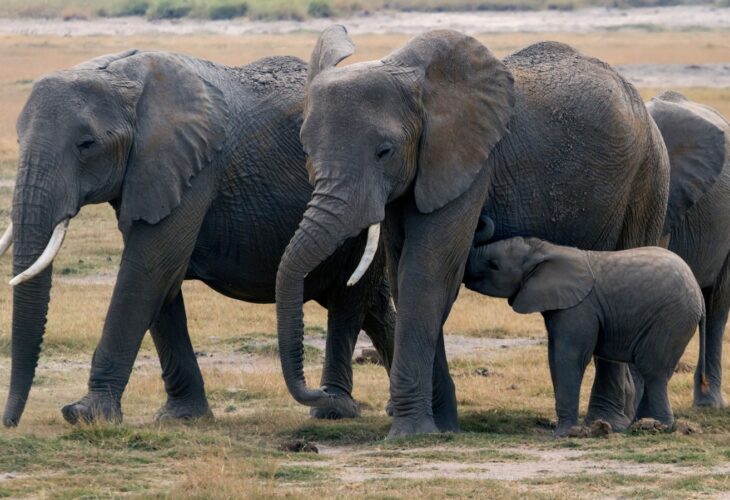 Kenyan elephants with baby