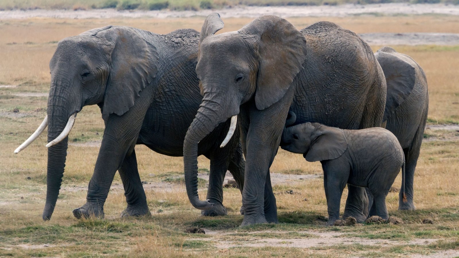 Kenyan elephants with baby