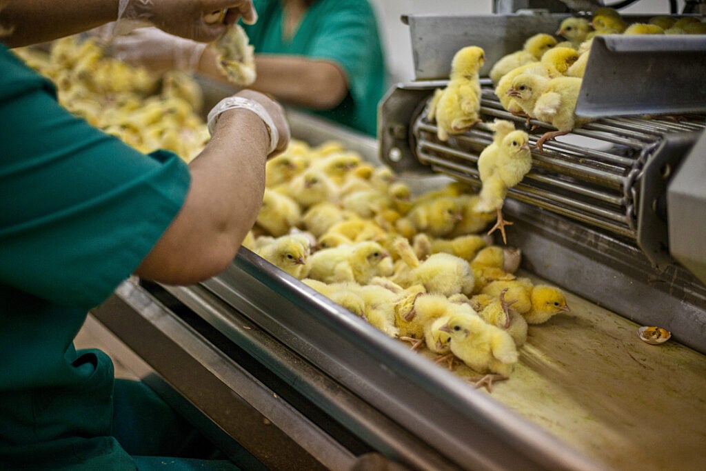 Young yellow chicks on a conveyer belt beside an egg production worker 
