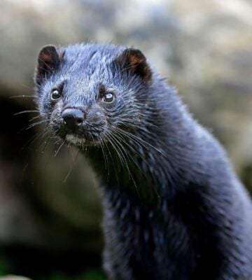 Close up of an American mink