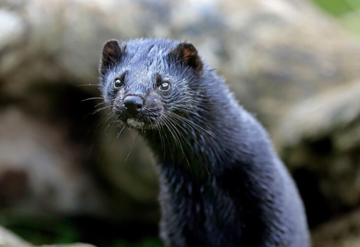 Close up of an American mink
