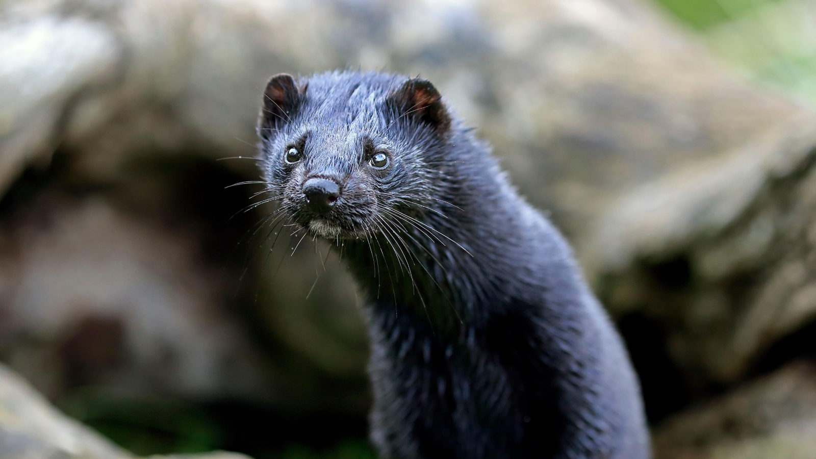 Close up of an American mink