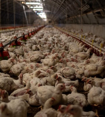 chickens on a factory farm