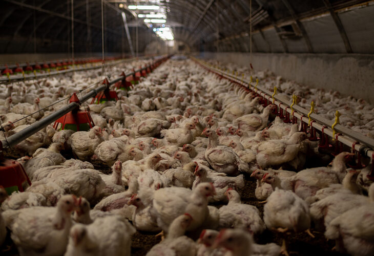 chickens on a factory farm
