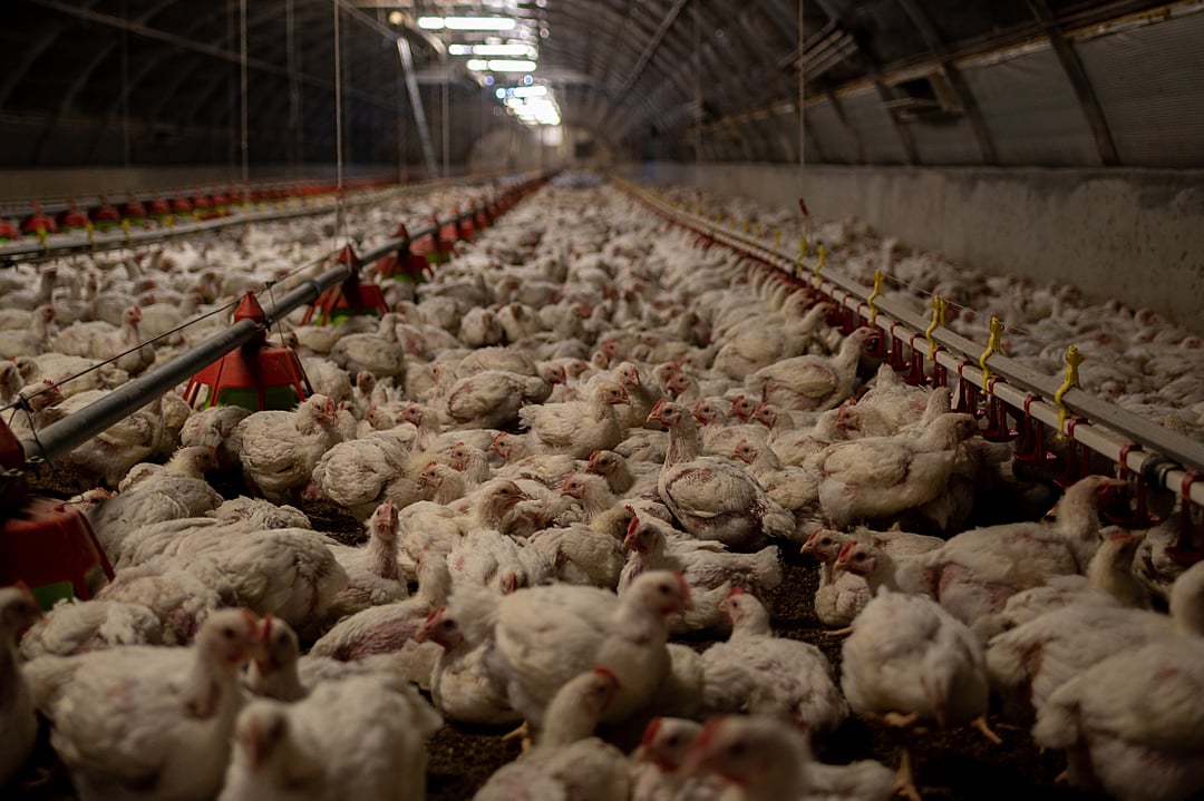 chickens on a factory farm