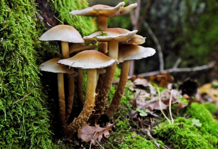 Why Mushrooms Are The Future Of Everything, From Sustainable Fashion To Food