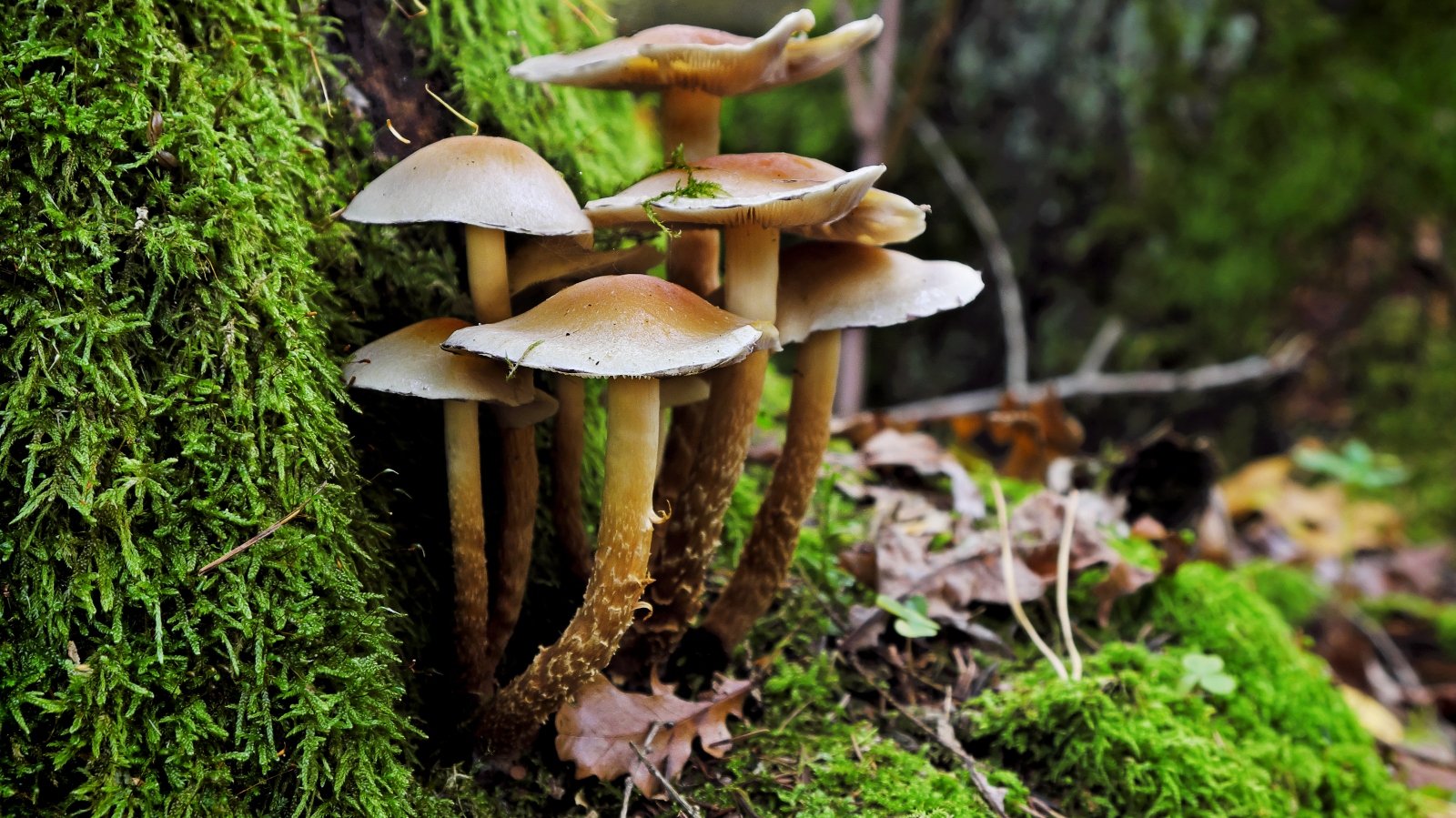 mushrooms growing from moss