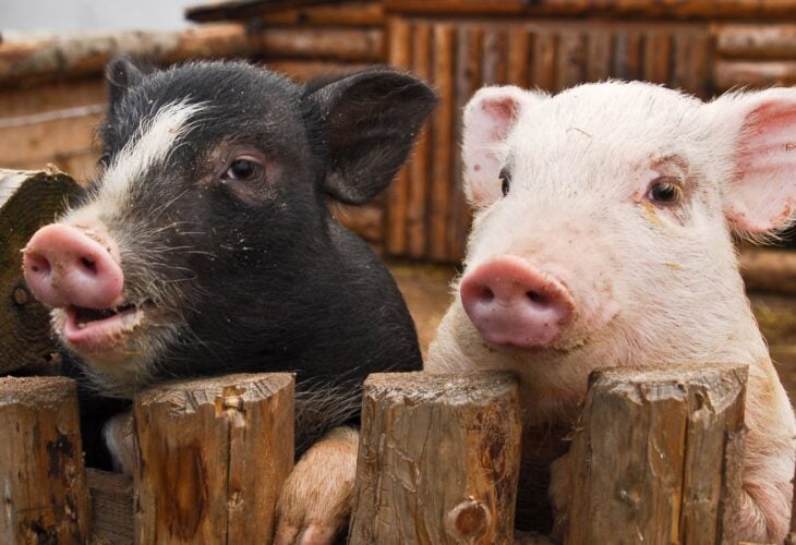 two pigs look over a fence