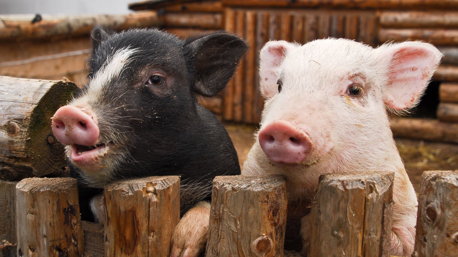 two pigs look over a fence