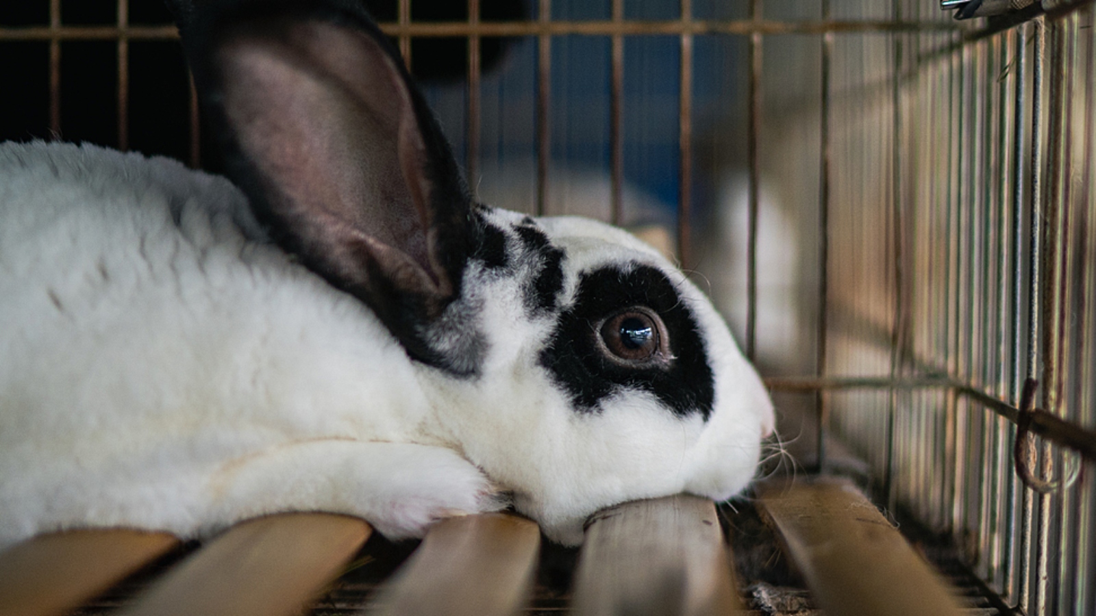 A farmed rabbit in a cage
