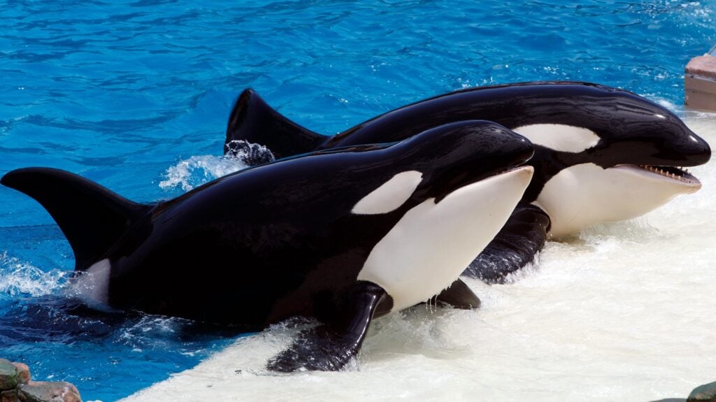 A pair of Killer Whales (Orcinus orca) performs during a show at Sea World, San Diego, California