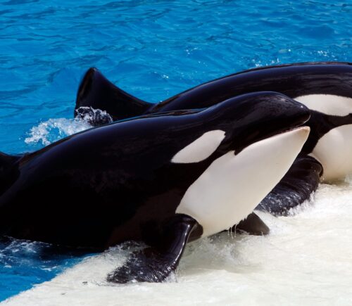 A pair of Killer Whales (Orcinus orca) performs during a show at Sea World, San Diego, California