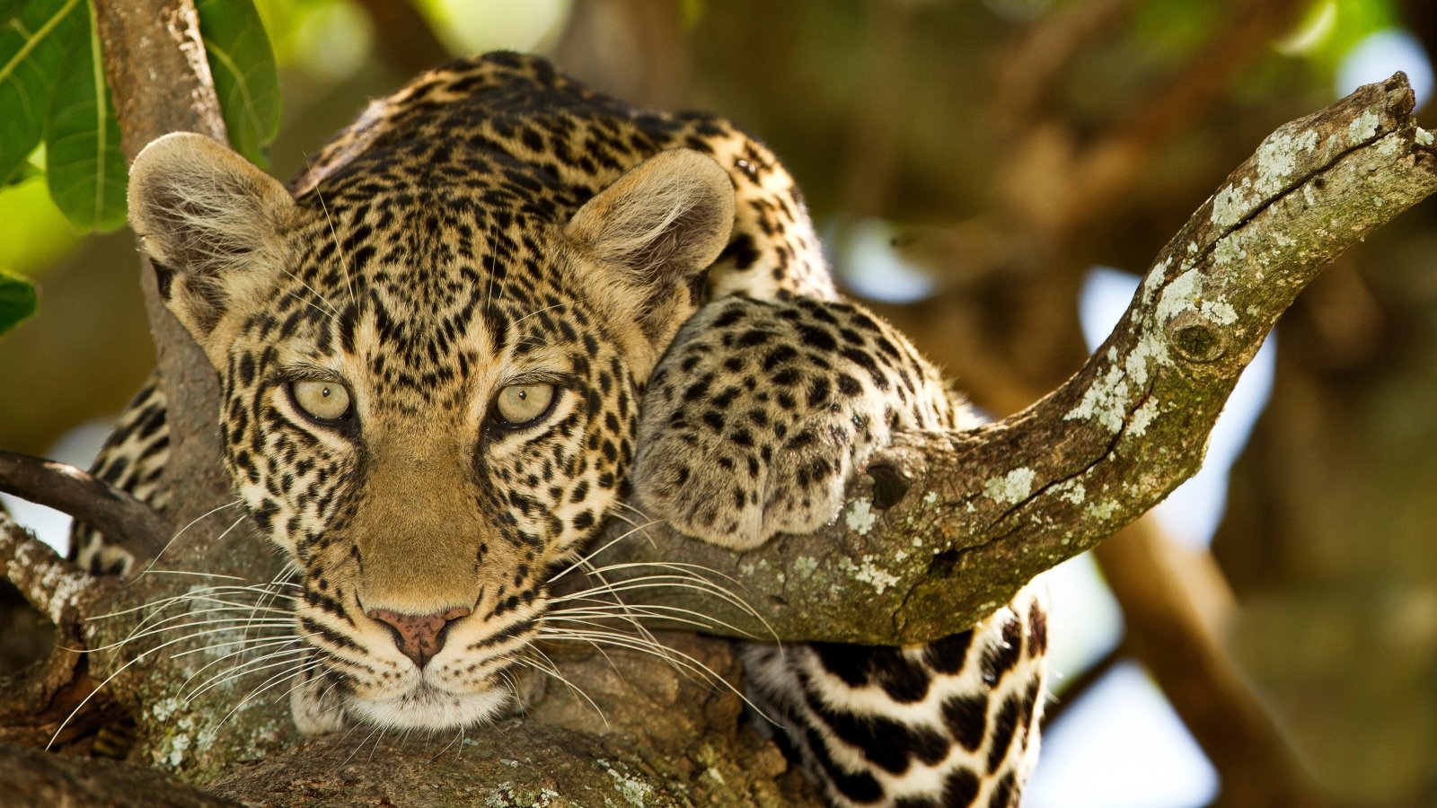 A leopard in a tree
