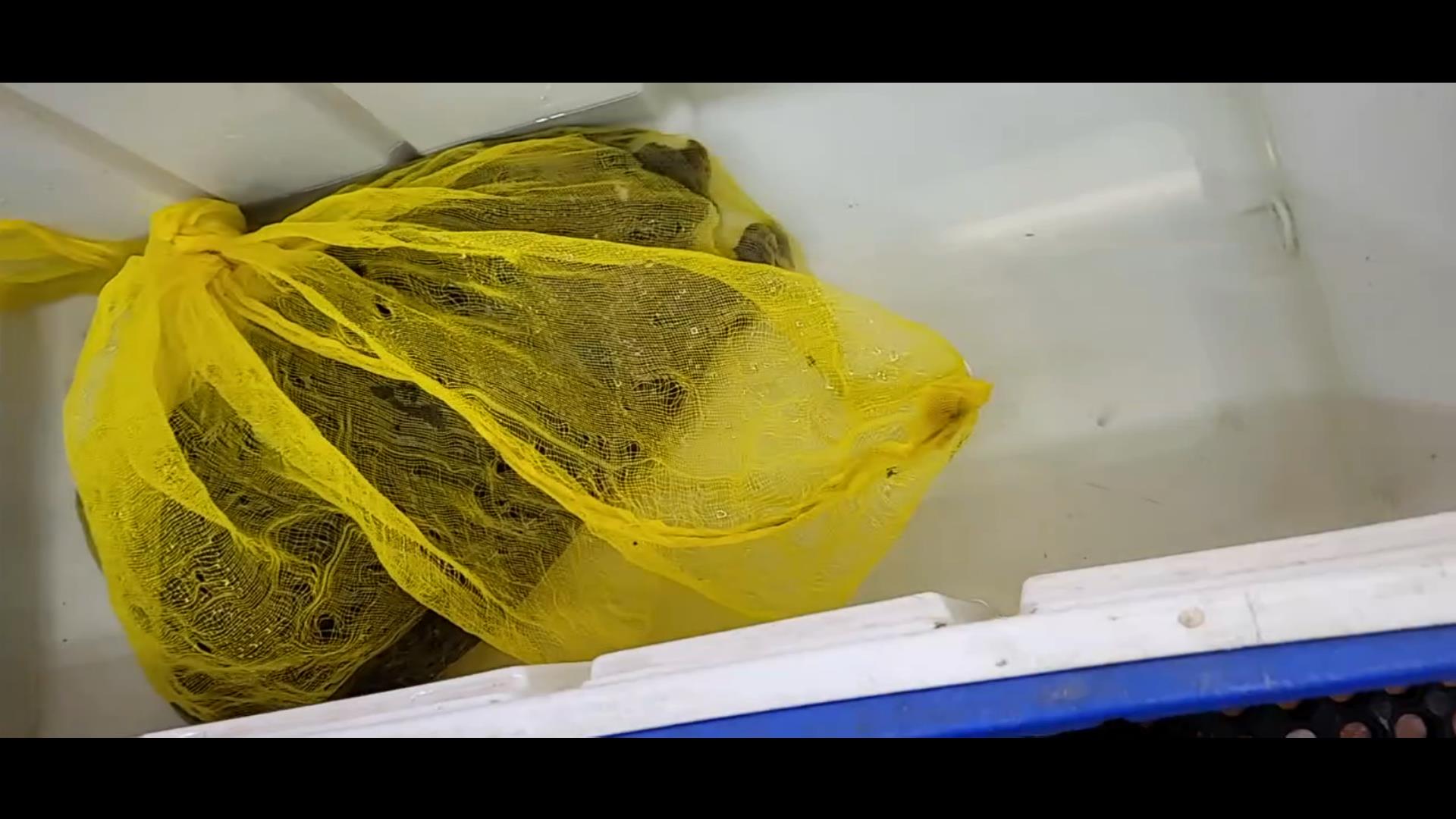 A softshell turtle trapped in a mesh bag inside a cooler