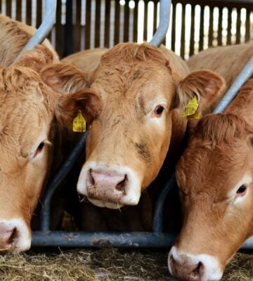 Three cows in a UK farm