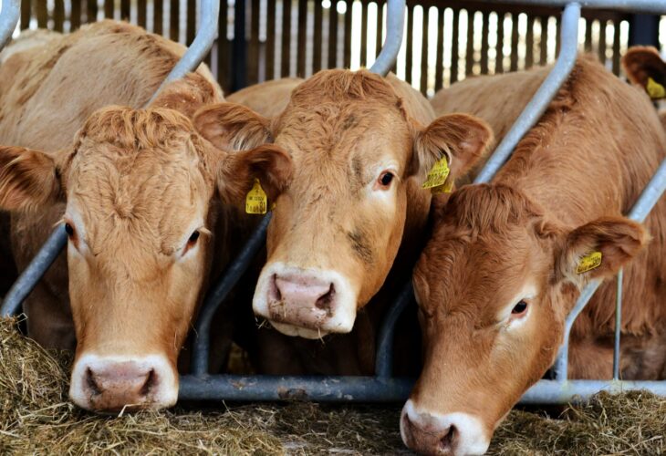 Three cows in a UK farm