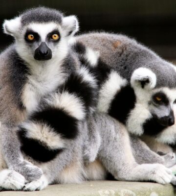 Two Ring-tailed lemurs, Lemur catta, at the Cape May County Zoo, New Jersey,