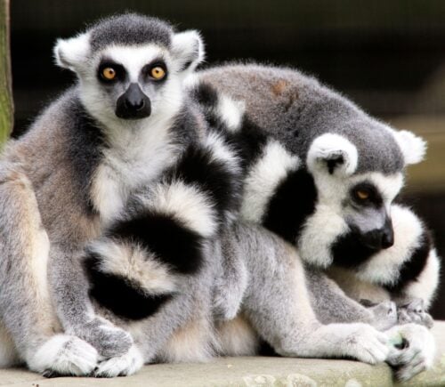Two Ring-tailed lemurs, Lemur catta, at the Cape May County Zoo, New Jersey,