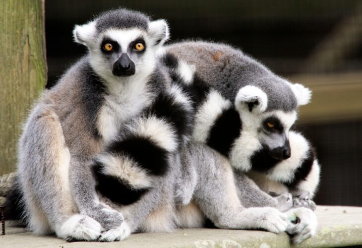 Two Ring-tailed lemurs, Lemur catta, at the Cape May County Zoo, New Jersey,
