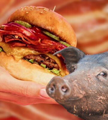 Pig in front of a background of vegan bacon and a burger
