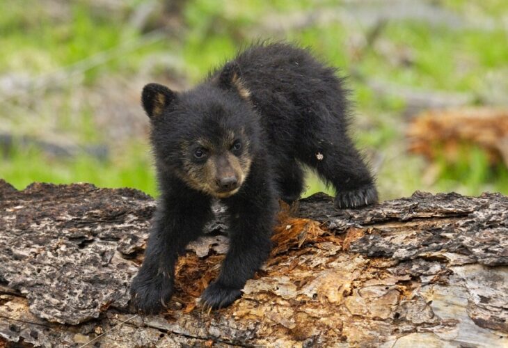 A black bear cub clawing at a dead tree
