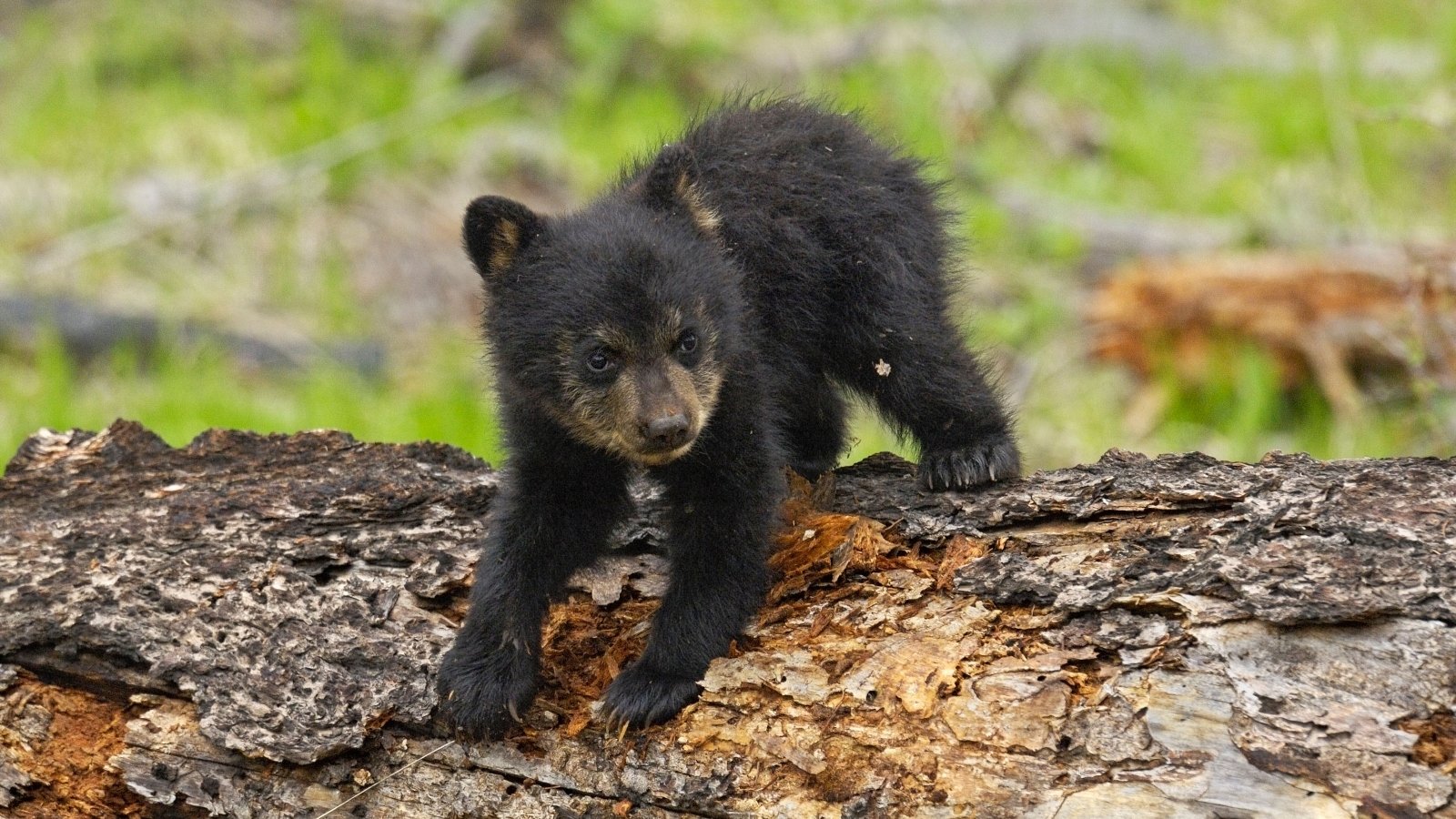 A black bear cub clawing at a dead tree