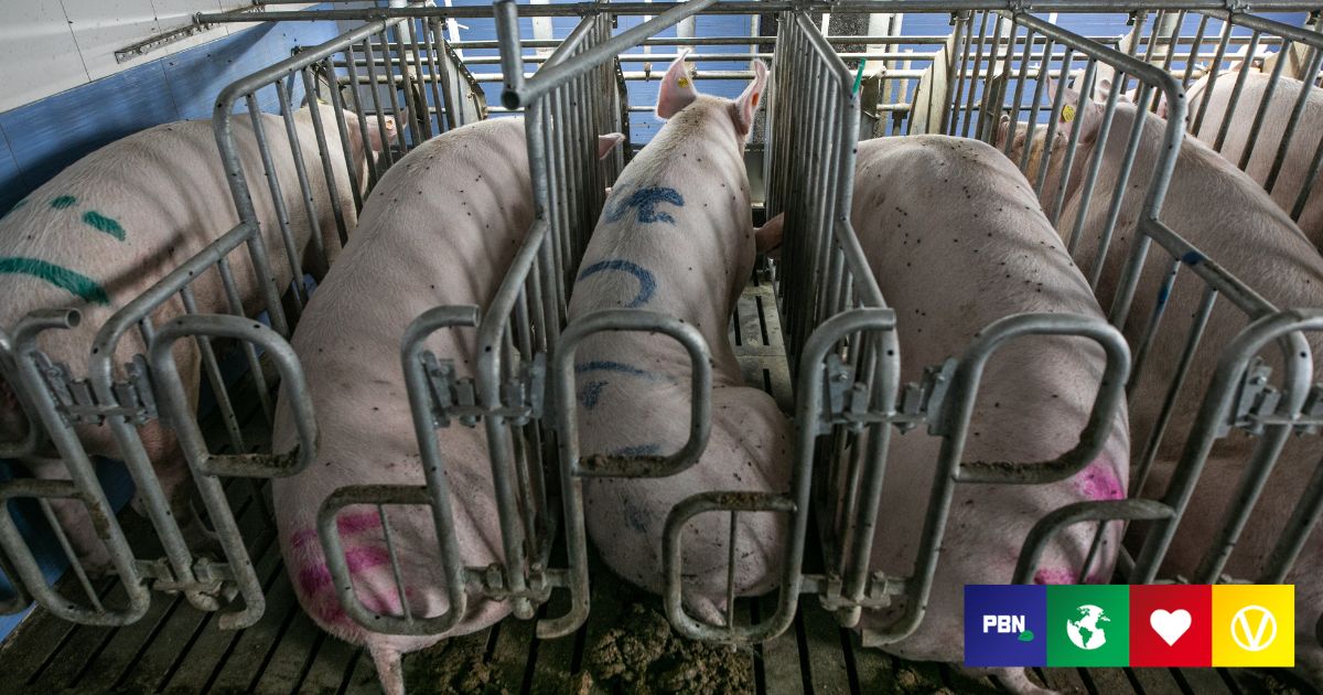 Gestation Crates 'Still Used' In Australia Despite Promises To Ban Them