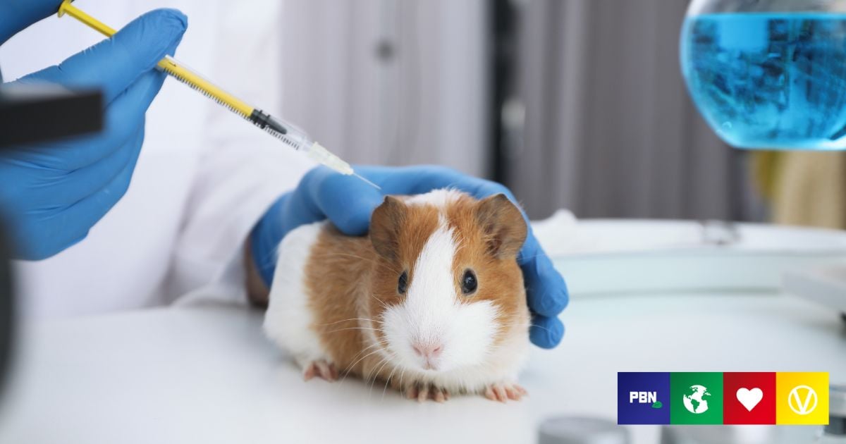 MycoScience - Sensitivities Testing Alternatives In Guinea Pigs For Medical  Devices & Implants